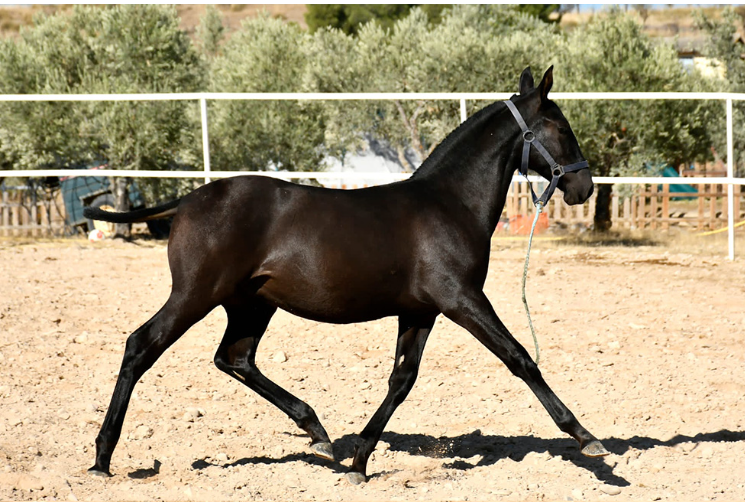 Captura de pantalla 2023-06-22 214212333
