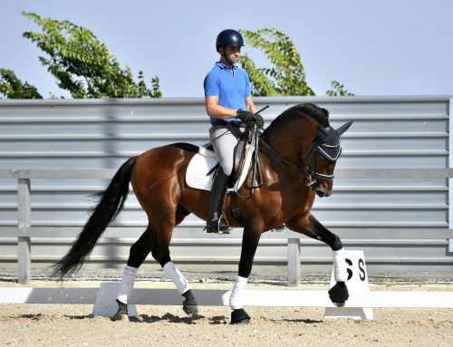 JAPONÉS MFE II (Pura Raza Andaluza)
