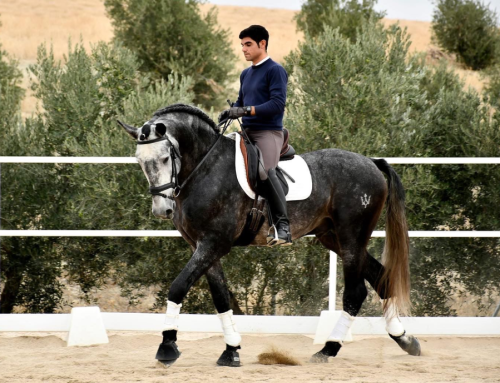 ENAMORADO PA (Pura Raza Andaluza)