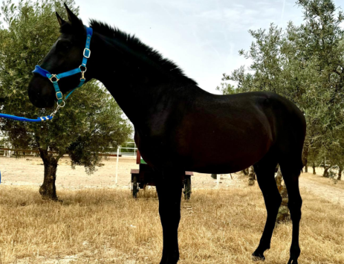 CACIQUE DE MAC (Andalusian Purebred)