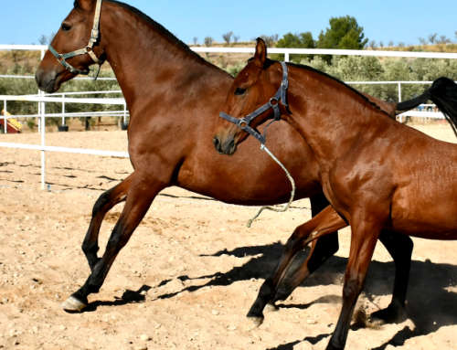 ERMITAÑO DE MAC (Andalusian Purebred)