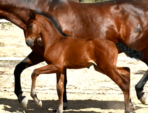 HÉRCULES DE MAC (Andalusian Purebred)